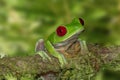 Red-eyed Tree Frog On A Branch