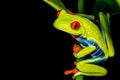 Red-eyed Tree Frog climbing Royalty Free Stock Photo