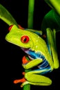 Red-eyed Tree Frog climbing Royalty Free Stock Photo