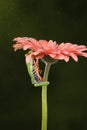 Red eyed tree frog climbing up a flower Royalty Free Stock Photo