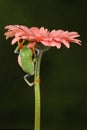 Red eyed tree frog climbing up a flower Royalty Free Stock Photo