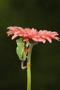 Red eyed tree frog climbing up a flower Royalty Free Stock Photo