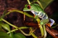 Red eyed tree frog climbs on the plant stem Royalty Free Stock Photo