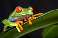 Red Eyed Tree Frog