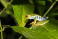 Close Up Profile Red Eyed Tree Frog on Leaf in Nighttime Jungle Royalty Free Stock Photo
