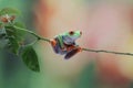 Red-eyed tree frog closeup on branch