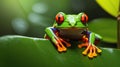 Red eyed tree frog commonly called green tree frog on leaf showing silhouette and striking red eyes Royalty Free Stock Photo