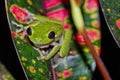 Red-eyed Tree Frog, Corcovado National Park, Costa Rica Royalty Free Stock Photo