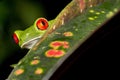 Red-eyed Tree Frog, Corcovado National Park, Costa Rica Royalty Free Stock Photo