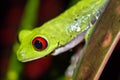 Red-eyed Tree Frog, Corcovado National Park, Costa Rica Royalty Free Stock Photo