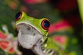 Red-eyed Tree Frog, Corcovado National Park, Costa Rica Royalty Free Stock Photo