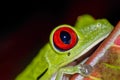 Red-eyed Tree Frog, Corcovado National Park, Costa Rica Royalty Free Stock Photo