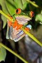 Red-eyed Tree Frog, Corcovado National Park, Costa Rica Royalty Free Stock Photo