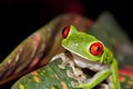 Red-eyed Tree Frog, Corcovado National Park, Costa Rica Royalty Free Stock Photo