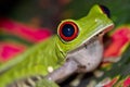 Red-eyed Tree Frog, Corcovado National Park, Costa Rica Royalty Free Stock Photo