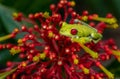 Red Eyed Tree Frog Royalty Free Stock Photo