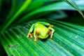 A Red Eyed Tree Frog Bright Red Eyes - Costa Rica