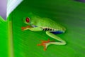 Red-Eyed Tree Frog in Costa Rica