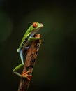 Red-eyed Tree Frog in Costa Rica Royalty Free Stock Photo