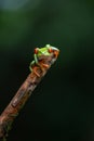 Red-eyed Tree Frog in Costa Rica Royalty Free Stock Photo