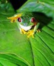 Red Eyed Tree Frog, Costa Rica. Royalty Free Stock Photo