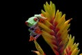 Red-eyed tree frog on flower Royalty Free Stock Photo