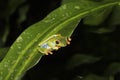 Red Eyed Tree Frog on Edge of Leaf Eyeing Mosquito with Black Ba Royalty Free Stock Photo