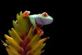 Red-eyed tree frog on flower Royalty Free Stock Photo