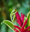 Red eyed tree frog on a flower Royalty Free Stock Photo