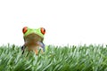 Red-eyed tree frog in grass Royalty Free Stock Photo