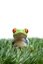 Red-eyed tree frog in grass Royalty Free Stock Photo