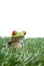 Red-eyed tree frog in grass Royalty Free Stock Photo