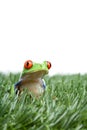 Red-eyed tree frog in grass