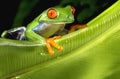 Red Eyed Tree Frog on green Leaf