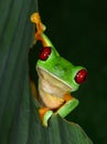 Red eyed tree frog on green leaf, tarcoles, puntarenas, costa ri Royalty Free Stock Photo