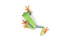 Red-eyed tree frog on isolated background