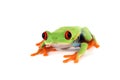 Red-eyed tree frog on isolated background