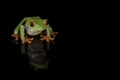 Red eyed tree frog - isolated on black Royalty Free Stock Photo