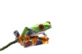 Red Eyed Tree Frog isolated on white background Royalty Free Stock Photo