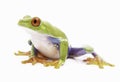 Red eyed tree frog isolated on white Royalty Free Stock Photo