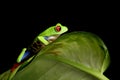 Red-eyed tree frog on leaf Royalty Free Stock Photo