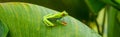 Red-eyed Tree Frog on a Leaf in Costa Rica Rain Forest Panorama Royalty Free Stock Photo