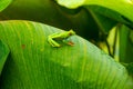 Red-eyed Tree Frog on a Leaf in Costa Rica Rain Forest Royalty Free Stock Photo