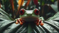 Red-eyed tree frog on a leaf Royalty Free Stock Photo