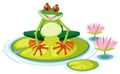 A red eyed tree frog on lily pad Royalty Free Stock Photo