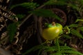 Red-eyed tree frog (Litoria chloris) calling