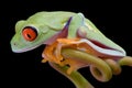 Red-eyed tree frog looking down Royalty Free Stock Photo
