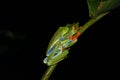 Red Eyed Tree Frog mating - Costa Rica America