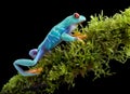 Red-eyed tree frog on mossy branch