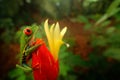 Red-eyed Tree Frog in nature habitat, animal with big red eyes, above river in the forest. Frog from Costa Rica, wide angle lens. Royalty Free Stock Photo
